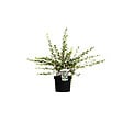 ARBORIX - 2 x Escallonia 'Donard Seedling' - Escallonia 'Donard Seedling'  - 40-50 cm pot - vignette