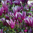 ARBORIX - Magnolia à fleurs de lis 'Nigra' - Magnolia Liliiflora 'Nigra'  - 50-60 cm pot - vignette