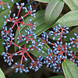 ARBORIX - 2 x Viorne de David - Viburnum Davidii  - 25-30 cm pot - vignette