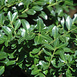 ARBORIX - 2 x Houx crénelé 'Green Lustre' - Ilex crenata 'Green Lustre'  - 25-30 cm pot - vignette