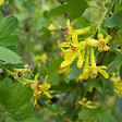 ARBORIX - 2 x Groseiller doré - Ribes odoratum  - 50-60 cm pot - vignette