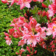 ARBORIX - Azalée caduque knaphill rose - Azalea Knaphill Roze  - 60-80 cm pot - vignette