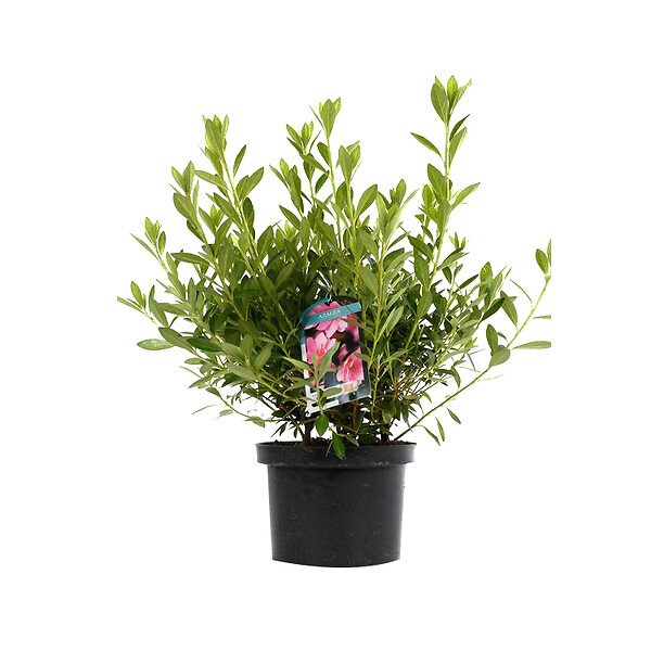 ARBORIX - Azalée caduque knaphill rose - Azalea Knaphill Roze  - 60-80 cm pot - large