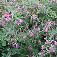 ARBORIX - 2 x Lespedeza thunbergii - Lespedeza thunbergii  - 30-40 cm pot - vignette
