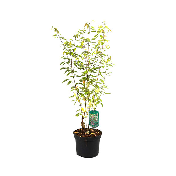 ARBORIX - 2 x Lespedeza thunbergii - Lespedeza thunbergii  - 30-40 cm pot - large