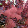 ARBORIX - 2 x Arbre à perruque 'Royal Purple' - Cotinus Coggygria 'Royal Purple'  - 40-60 cm pot - vignette