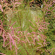 ARBORIX - 2 x Tamaris d'été 'Pink Cascade' - Tamarix ramosissima 'Pink Cascade'  - 60-80 cm pot - vignette
