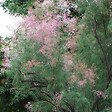ARBORIX - 2 x Tamaris d'été 'Pink Cascade' - Tamarix ramosissima 'Pink Cascade'  - 60-80 cm pot - vignette