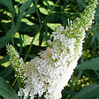 ARBORIX - 2 x Arbre aux papillons - Buddleja Davidii 'White Profusion'  - 40-60 cm pot - vignette