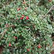 ARBORIX - 2 x Cotonéaster 'Skogholm' - Cotoneaster Suecicus 'Skogholm'  - 40-60 cm pot - vignette
