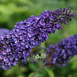 ARBORIX - 2 x Arbre aux papillons - Buddleja davidii 'Empire Blue'  - 40-60 cm pot - vignette