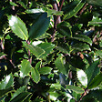 ARBORIX - 2 x Houx 'Heckenpracht' - Ilex meserveae 'Heckenpracht'  - 40-60 cm pot - vignette