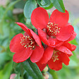 ARBORIX - 2 x Cognassier du Japon - Chaenomeles superba 'Crimson And Gold'  - 30-40 cm pot - vignette