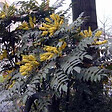 ARBORIX - 2 x Mahonia du Japon 'Bealei' - Mahonia Japonica (= Bealei)  - 30-50 cm pot - vignette