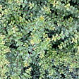 ARBORIX - 2 x Chèvrefeuille à feuilles de buis 'Ernest Wilson' - Lonicera nitida 'Ernest Wilson'  - 40-50 cm pot - vignette