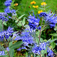 ARBORIX - 2 x Barbe-bleue - Caryopteris clandonensis 'Kew Blue'  - 30-40 cm pot - vignette