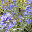 ARBORIX - 2 x Barbe-bleue - Caryopteris clandonensis 'Kew Blue'  - 30-40 cm pot - vignette