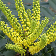 ARBORIX - Mahonia media 'Winter Sun' - Mahonia Media 'Winter Sun'  - 50-60 cm pot - vignette