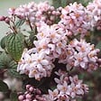 ARBORIX - 2 x Deutzie hybride 'Mont Rose' - Deutzia Hybrida 'Mont Rose'  - 40-60 cm pot - vignette