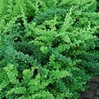 ARBORIX - 2 x Épine-vinette de Thunberg - Berberis thunbergii 'Green Carpet'  - 25-30 cm pot - vignette