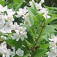 ARBORIX - Deutzia gracilis - Deutzia Gracilis  - 50-60 cm pot - vignette