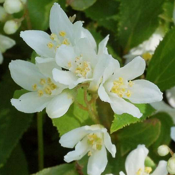 ARBORIX - Deutzia gracilis - Deutzia Gracilis  - 50-60 cm pot - large