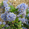 ARBORIX - Lilas de Californie 'Blue Mound' - Ceanothus 'Blue Mound'  - 40-50 cm pot - vignette