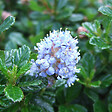 ARBORIX - Lilas de Californie 'Blue Mound' - Ceanothus 'Blue Mound'  - 40-50 cm pot - vignette