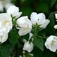 ARBORIX - 2 x Seringat de Perse 'Bouquet Blanc' - Philadelphus 'Bouquet Blanc'  - 50-60 cm pot - vignette