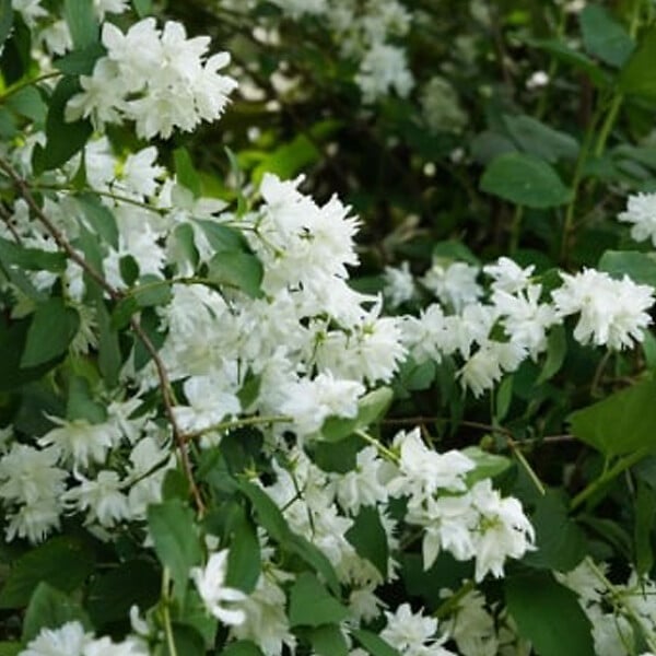 ARBORIX - 2 x Seringat de Perse 'Bouquet Blanc' - Philadelphus 'Bouquet Blanc'  - 50-60 cm pot - large