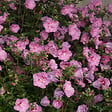 ARBORIX - Mauve en arbre - Hibiscus syriacus Lavender Chiffon  - 40-60 cm pot - vignette