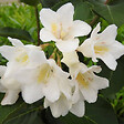 ARBORIX - 2 x Weigela 'Candida' - Weigela 'Candida'  - 50-60 cm pot - vignette