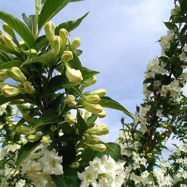 ARBORIX - 2 x Weigela 'Candida' - Weigela 'Candida'  - 50-60 cm pot - large