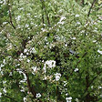 ARBORIX - 2 x Spirée Norvège - Spiraea cinerea 'Graciosa'  - 40-60 cm pot - vignette