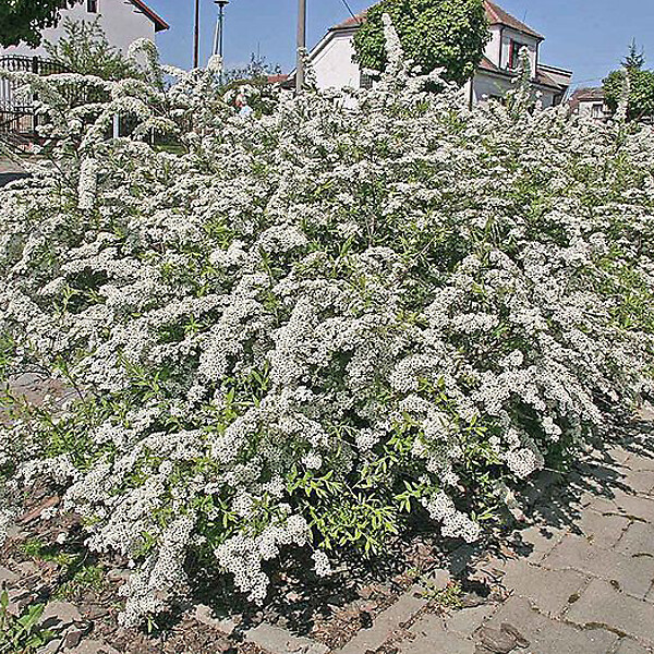 ARBORIX - 2 x Spirée Norvège - Spiraea cinerea 'Graciosa'  - 40-60 cm pot - large