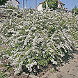 ARBORIX - 2 x Spirée Norvège - Spiraea cinerea 'Graciosa'  - 40-60 cm pot - vignette
