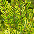 ARBORIX - 2 x Chèvrefeuille à feuilles de buis 'Lemon Beauty' - Lonicera nitida 'Lemon Beauty'  - 25-30 cm pot - vignette