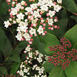 ARBORIX - 2 x Viorne tin, Laurier tin 'Eve Price' - Viburnum Tinus 'Eve Price'  - 30-40 cm pot - vignette