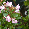 ARBORIX - 2 x Escallonia 'Apple Blossom' - Escallonia 'Apple Blossom'  - 40-50 cm pot - vignette