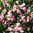 ARBORIX - 2 x Escallonia 'Apple Blossom' - Escallonia 'Apple Blossom'  - 40-50 cm pot - vignette