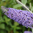 ARBORIX - 2 x Arbre aux papillons 'Lochinch' - Buddleja 'Lochinch'  - 40-60 cm pot - vignette
