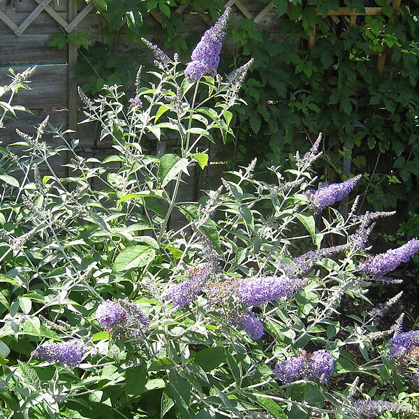 ARBORIX - 2 x Arbre aux papillons 'Lochinch' - Buddleja 'Lochinch'  - 40-60 cm pot - large