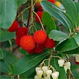 ARBORIX - Arbre à fraises - Arbutus Unedo  - 30-40 cm pot - vignette