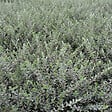 ARBORIX - 2 x Saule rampant 'Nitida' - Salix Repens Nitida  - 50-60 cm pot - vignette