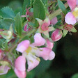ARBORIX - 2 x Escallonia 'Dart's Rosyred' - Escallonia 'Dart'S Rosyred'  - 40-50 cm pot - vignette