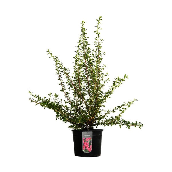 ARBORIX - 2 x Escallonia 'Dart's Rosyred' - Escallonia 'Dart'S Rosyred'  - 40-50 cm pot - large
