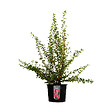 ARBORIX - 2 x Escallonia 'Dart's Rosyred' - Escallonia 'Dart'S Rosyred'  - 40-50 cm pot - vignette