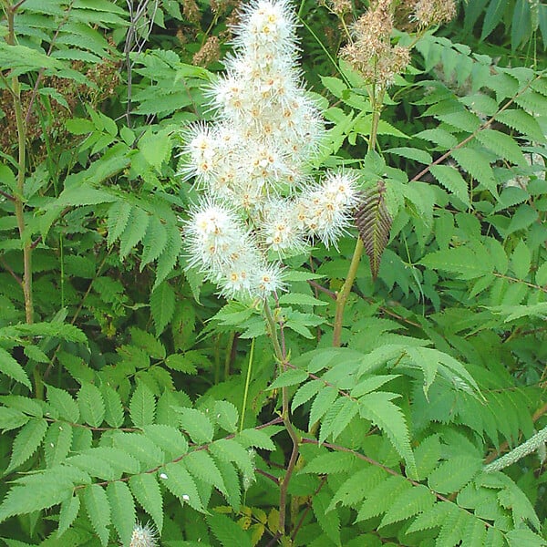 ARBORIX - 2 x Sorbaria sorbifolia - Sorbaria sorbifolia  - 40-60 cm pot - large