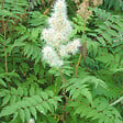 ARBORIX - 2 x Sorbaria sorbifolia - Sorbaria sorbifolia  - 40-60 cm pot - vignette