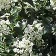 ARBORIX - 2 x Escallonia 'Iveyi' - Escallonia 'Iveyi'  - 30-40 cm pot - vignette